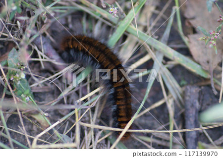 fluffy brown caterpillar on the ground and dry grass fluffy brown caterpillar on the ground and dry grass 117139970