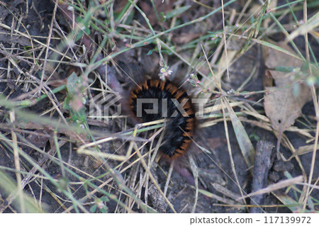 fluffy brown caterpillar on the ground and dry grass 117139972