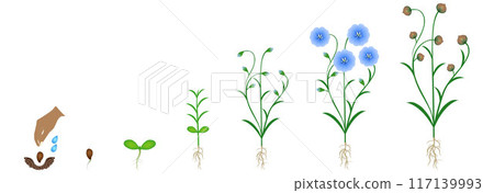 Cycle of flax plant growth, isolated on white background. Cycle of flax plant growth, isolated on white background. 117139993