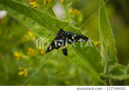 black butterfly with spots on green leaves, and yellow flowers behind 117140082