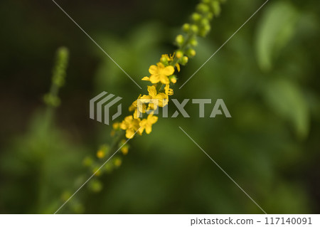 small yellow flowers close-up on green background, macro photo small yellow flowers close-up on green background, macro photo 117140091