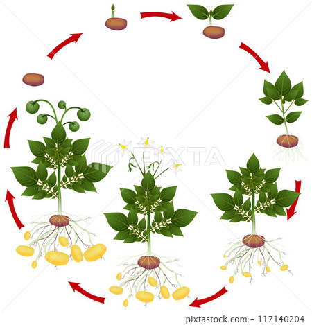 Life cycle of potato plant on a white background. 117140204