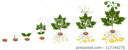 Cycle of potato plant on a white background. Cycle of potato plant on a white background. 117140278