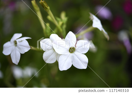 Colorful flowers of fragrant tobacco in the summer garden. Nicotiana alata. Decorative tobacco flowers. 117140310