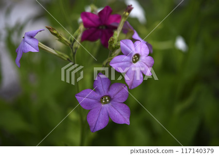 Colorful flowers of fragrant tobacco in the summer garden. Nicotiana alata. Decorative tobacco flowers. 117140379