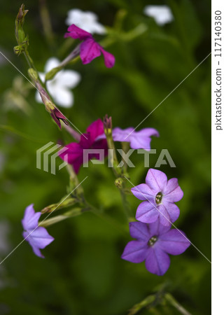 Colorful flowers of fragrant tobacco in the summer garden. Nicotiana alata. Decorative tobacco flowers. Colorful flowers of fragrant tobacco in the summer garden. Nicotiana alata. Decorative tobacco flowers. 117140380