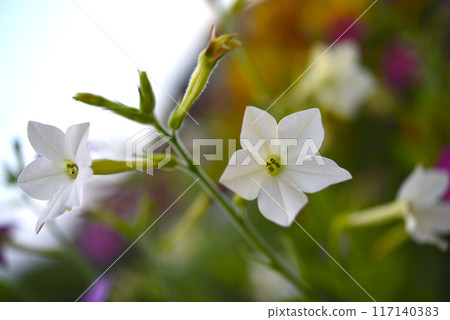 Colorful flowers of fragrant tobacco in the summer garden. Nicotiana alata. Decorative tobacco flowers. Colorful flowers of fragrant tobacco in the summer garden. Nicotiana alata. Decorative tobacco flowers. 117140383