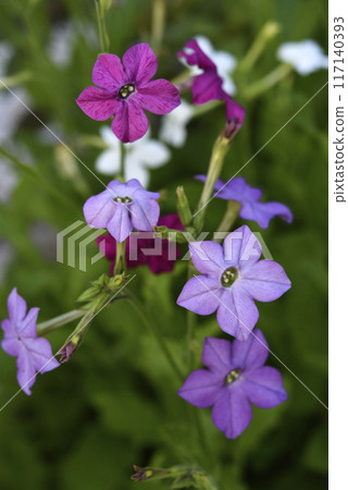 Colorful flowers of fragrant tobacco in the summer garden. Nicotiana alata. Decorative tobacco flowers. Colorful flowers of fragrant tobacco in the summer garden. Nicotiana alata. Decorative tobacco flowers. 117140393