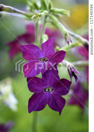 Colorful flowers of fragrant tobacco in the summer garden. Nicotiana alata. Decorative tobacco flowers. Colorful flowers of fragrant tobacco in the summer garden. Nicotiana alata. Decorative tobacco flowers. 117140394
