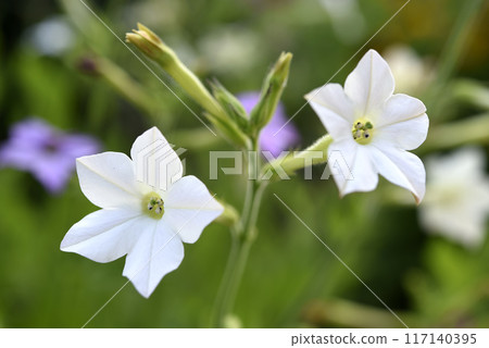 Colorful flowers of fragrant tobacco in the summer garden. Nicotiana alata. Decorative tobacco flowers. 117140395