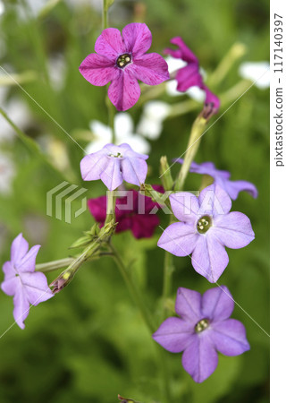 Colorful flowers of fragrant tobacco in the summer garden. Nicotiana alata. Decorative tobacco flowers. 117140397
