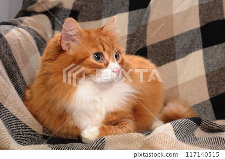 A ginger cat is lying on the sofa A ginger cat is lying on the sofa 117140515