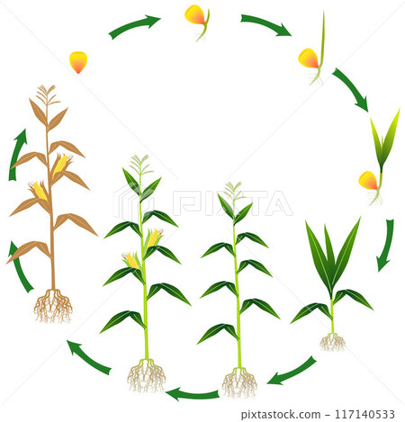 Life cycle of a corn plant on a white background. 117140533