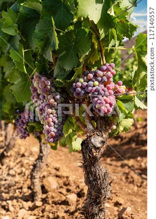 Bunches of grapes on the plant during the veraison phase. Agriculture. Bunches of grapes on the plant during the veraison phase. Agriculture. 117140557
