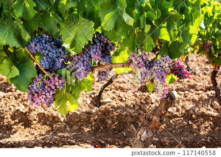 Bunches of grapes on the plant during the veraison phase. Agriculture. Bunches of grapes on the plant during the veraison phase. Agriculture. 117140558