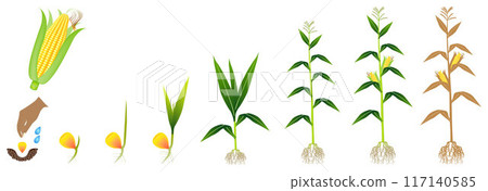 Cycle of growth of a corn plant on a white background. 117140585