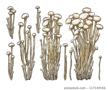 Enoki mushrooms bunches color hand drawn vector set, Asian raw healthy fungus, fungi natural organic vegetarian food 117140588