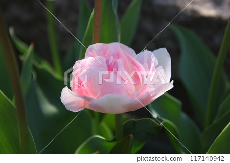 Spring flowers: Tulips 117140942