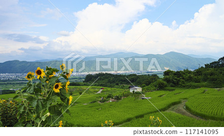 梯田景觀（長野縣築曲市小巴舍特梯田） 117141095