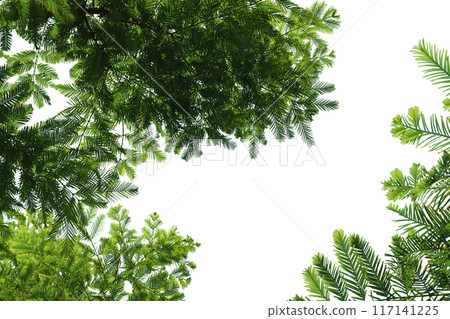 Green young branches of acacia family trees with characteristic paired arrangement of leaves in petiole, isolated on white background, bottom view, slightly blurred. Blank for art, creativity. Green young branches of acacia family trees with characteristic paired arrangement of leaves in petiole, isolated on white background, bottom view, slightly blurred. Blank for art, creativity. 117141225