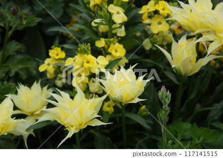 Spring flowers tulips 108 117141515