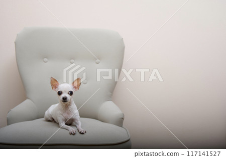 A small Chihuahua dog lying in a cozy chair in the living room, gracefully folding his paws and looking at the camera. A small Chihuahua dog lying in a cozy chair in the living room, gracefully folding his paws and looking at the camera. 117141527