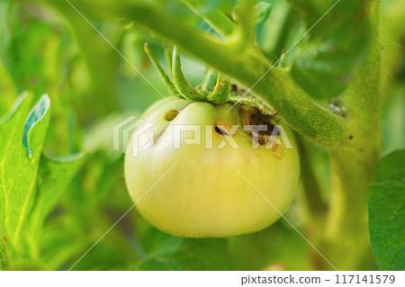 Unripe young green-yellow tomato fruits damaged by caterpillar, pest of crops called Fall Armyworm. Damage, loss during storage. Consequences, harm to agriculture, compensation, insecticide treatment Unripe young green-yellow tomato fruits damaged by caterpillar, pest of crops called Fall Armyworm. Damage, loss during storage. Consequences, harm to agriculture, compensation, insecticide treatment 117141579