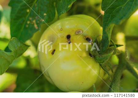 Unripe young green-yellow tomato fruits damaged by caterpillar, pest of crops called Fall Armyworm. Damage, loss during storage. Consequences, harm to agriculture, compensation, insecticide treatment Unripe young green-yellow tomato fruits damaged by caterpillar, pest of crops called Fall Armyworm. Damage, loss during storage. Consequences, harm to agriculture, compensation, insecticide treatment 117141580