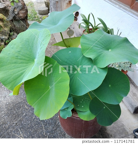 Lotus leaf 117141781