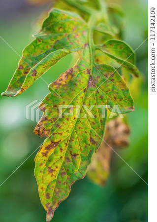 Close-up vertical shot of a damaged tomato leaf with pinpoint lesions similar to the consequences of fungal diseases of the crop. Treatment with anti-contamination drugs 117142109