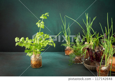 Growing from organic waste 117142648