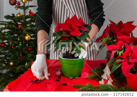 A man transplants Poinsettia flowers into a new pot 117142652