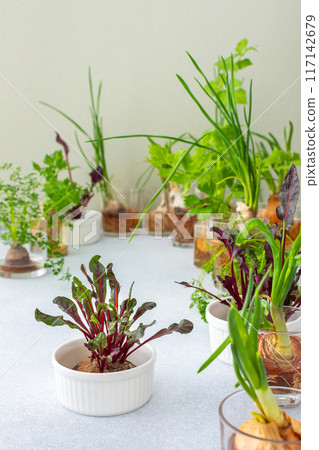 Growing from organic waste 117142679