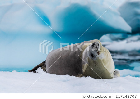Crabeater Seal resting on a sheet of ice 117142708