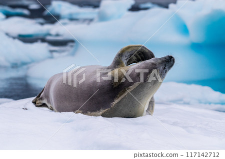Crabeater Seal resting on a sheet of ice Crabeater Seal resting on a sheet of ice 117142712