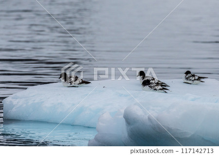 Cape Petrels resting on an iceberg Cape Petrels resting on an iceberg 117142713