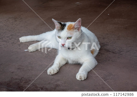 Lying three-haired cat Lying three-haired cat 117142986