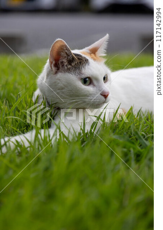 印花布貓躺在草地上 117142994