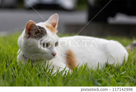 印花布貓躺在草地上 117142996