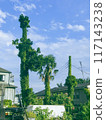 Tall ivy-covered tree 117143238