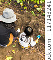 Parents and children digging potatoes 117143241