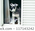 Miniature Schnauzer peeking out of the window 117143242