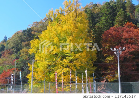 [Hiroshima Prefecture] Tsutsuga's Great Ginkgo Tree, Akiota Town 117143517