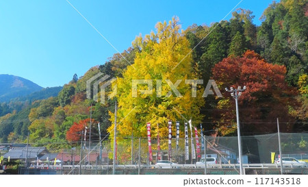 [Hiroshima Prefecture] Tsutsuga's Great Ginkgo Tree, Akiota Town 117143518