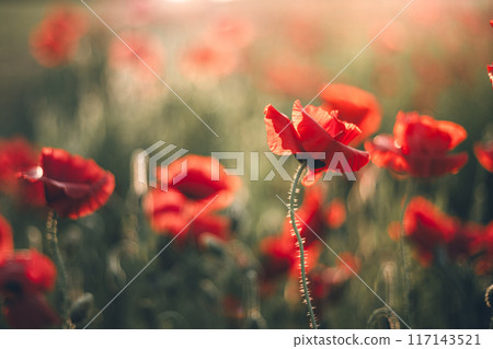 poppies illuminated by the setting sun poppies illuminated by the setting sun 117143521