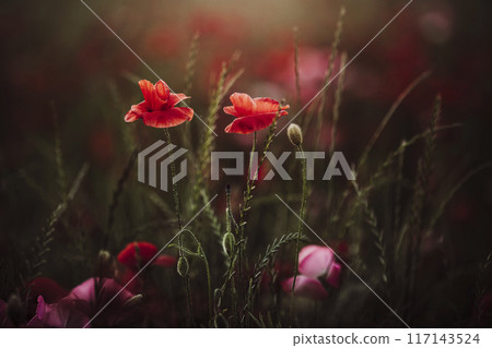 夕陽照亮的罌粟花 夕陽照亮的罌粟花 117143524
