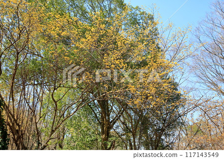 Sanshuyu flowers in full bloom Sanshuyu flowers in full bloom 117143549