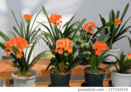 Amaryllis flowers in full bloom 117143550