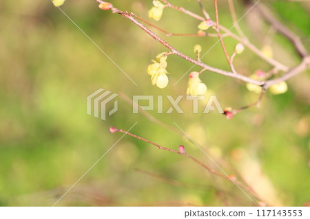 可愛的日向山茱萸花 117143553