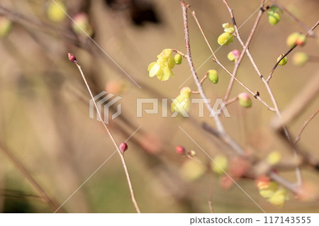 可愛的日向山茱萸花 117143555